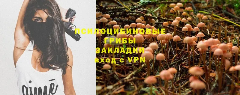 сколько стоит  Краснознаменск  Псилоцибиновые грибы Cubensis 