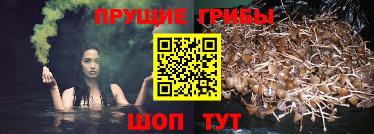 цена наркотик  Вход с VPN  Краснознаменск  Псилоцибиновые грибы MAGIC MUSHROOMS  Псилоцибиновые грибы мухоморы 